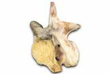 Fossil Spinosaurid (Sigilmassasaurus?) Cervical Vertebra - Morocco #350888-2